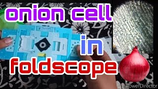Onion cell in foldscope | mini microscope | Siddhh Agarkar