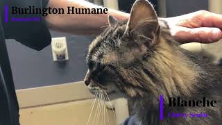 Burlington Humane's Featured Pet:  Blanche (Chatty Senior)