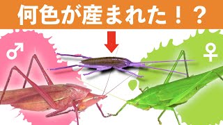 【衝撃の結果】ピンクのクビキリギスの子供の色は？