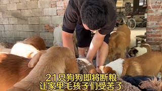 家里21只狗狗即将断粮，省吃俭用，给患有犬瘟的毛孩子治病