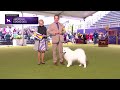 american eskimo dogs breed judging 2024