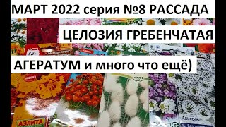 Март 2022 серия №8 Целозия гребенчатая. Агератум и др)).