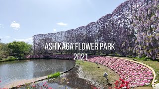 ASHIKAGA FLOWER PARK 2021 | AMAZING WISTERIA 2021