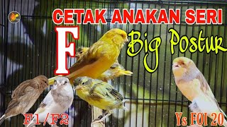 AMAZING BREEDING CANARY : Cetak Anakan Seri F BIG POSTUR (F1Ys/F2Ys)