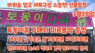 #바위솔 입고 세트구성{스칼렛 선물증정 } #토동이흙 구매시 #미르몰약 증정 바위솔 심기좋은 #돌가루화분 #자박지화분