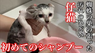 【子猫】蜘蛛の巣が張り汚れた仔猫の初めてのシャンプーしてみた。