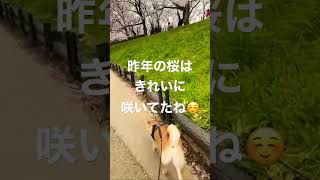 [花見・春さんぽ]桜とさんぽの楽しみな季節#shorts #shibainu #さくら