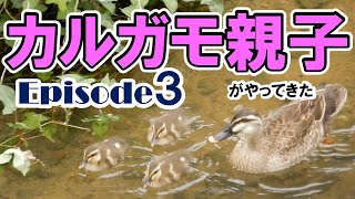 カルガモ親子がやってきた　Episode３　　Spot-billed ducks　Family　2 months record