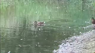 Glückliche Enten im Wasser /               Happy ducks in the water