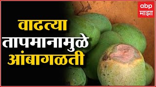 Ratnagiri : वाढत्या तापमानामुळे आंबागळती, हापूस आंब्याचं नुकसान शेतकरी चिंतेत : ABP Majha