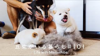 ママの抜け毛を兄弟と勘違いした子犬の反応がこちらです