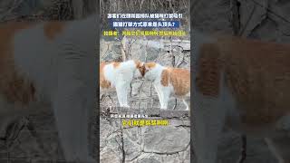 游客们在颐和园排队被猫咪打架吸引，猫猫打架方式原来是头顶头？拍摄者：开始它们骂骂咧咧 然后开始顶头（来源：潮新闻） #中国蓝国际culture #搞笑 #興趣 #創意 #animals #创意