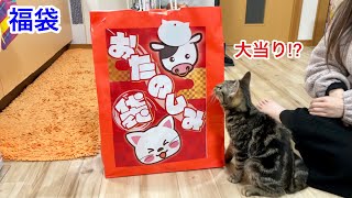 大当り!?2000円で買った猫の福袋を子猫と一緒に開封してみた結果