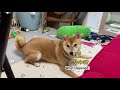 eng sub 방귀뀌고 모른척하는 강아지 a farting and pretentious dogㅣ시바견 shibainu