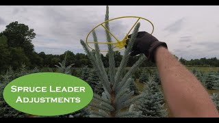 Colorado Blue and Black Hills Spruce Christmas Tree Leader Pruning