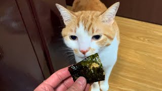 猫に納豆