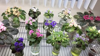 African Violets Blooming in June 2021