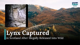 Two Lynx Captured in Scottish Highlands After Illegal Release | DRM News | AO14