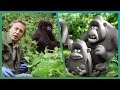 The Gorillas Meet Attenborough ft. Aardman Animations #Attenborough90 | BBC Earth Unplugged