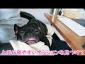 膝の上で安心して寝る犬ココ氏