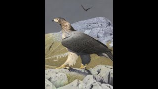 HAAST EAGLE