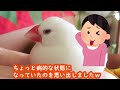 猫はこたつで丸くなるからの文鳥はおててで餅になるがこちらです ´・ω・｀ java sparrow like a rice cake. 文鳥 birds