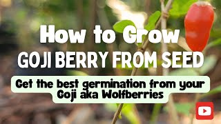 Growing Goji Berry from Seed - The Best Germination Method for Goji Berries (Wolfberries)