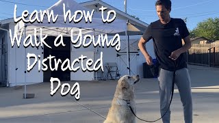 Learn how to do loose leash walking with your 8 month old dog