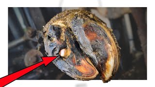 WHAT IS STICKING THROUGH THIS COWS HOOF!?