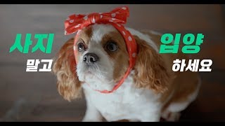 [아마존픽처스] 삼성카드 아지냥이 브랜드 영상