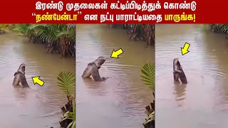 முதலைகள் கட்டிப்பிடித்து நட்பு பாராட்டுவதை பாருங்க|