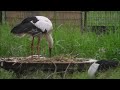 コウノトリ孵化5日目　雛の全身映像　野田市こうのとりの里