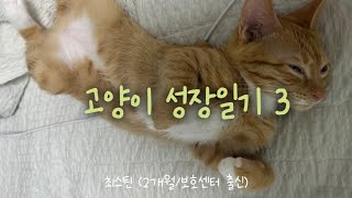 최스틴 VLOG | 고양이 성장과정 | 동물보호센터에서 입양한 고양이의 한달간 성장일기 (3탄) 🐈 #고양이브이로그 #고양이영상 #새끼고양이 #catvideos #kitten