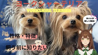 【ヨークシャーテリア】の性格や特徴、歴史物語り、飼う前に知っておきたいことなどを詳しく解説しています。＃ヨークシャーテリア＃犬＃子犬＃癒し＃ペット＃可愛い＃犬のいる暮らし＃犬好き#愛犬 ＃おもちゃ
