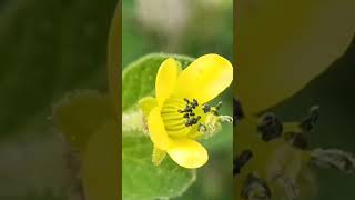 Gul Hulhul | Herher Phool | Yelloe Asian Spider Flower | Cleome Viscosa | Wild Mustard|#faizulhikmat