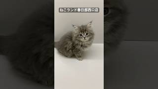 【子猫販売】#サイベリアン #ねこ #ブリーダー #ねこランド #春日部