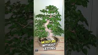 Japanese Parsley Ming Aralia Bonsai Trees - Polyscias