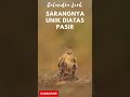 Sarang Burung Unik ada di Pasir | Calandra Lark