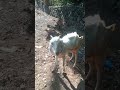 അവൻ എന്നെ കാണുമ്പോൾ.. viral petlover shortvideo