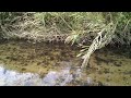 「琵琶湖から遡上するビワマスの産卵」＜biwa trout spawning ②＞