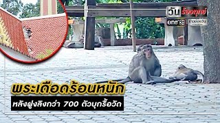 พระเดือดร้อนหนัก หลังฝูงลิงกว่า 700 ตัวบุกรื้อวัด l วันร้องทุกข์ | แคนช่วยได้ | ข่าวช่องวัน | one31