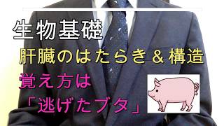 高校生物基礎「肝臓のはたらき＆構造　〜覚え方は