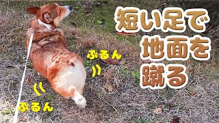 Corgi kicking the ground