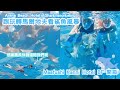 跟玩轉馬爾地夫看【鯊魚風暴】&Maafushi Kanni palm hotel BF開箱!!感謝團長休假還陪我們出來玩!!