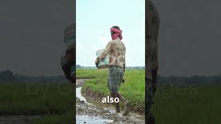 Revolutionizing Rice Farming: The System of Rice Intensification #sustainablefarming