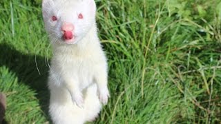 Thirteen Cute Ferret Tricks!