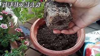 花手毬の植え方