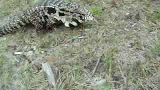 Wild Tegu, LOL, Not!!