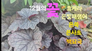 12월의 꽃(정원속) | 휴케라 |  은빛패랭이  |은사초  |  은쑥  |  백묘국