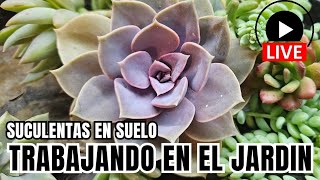 SUCULENTAS EN SUELO: Jardineando con mi yerno en el cantero